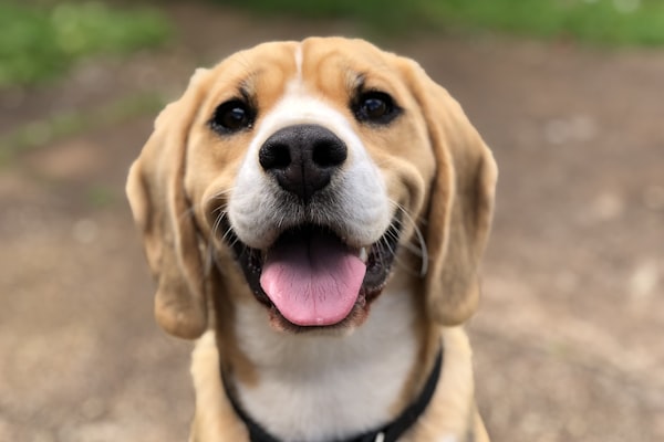 Gülümseyen köpek fotoğrafından cam tablo